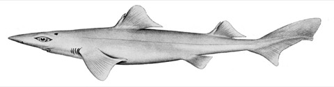 Harrisson's dogfish scientific illustration showing the elongated body and prominent dorsal spines; not to scale.