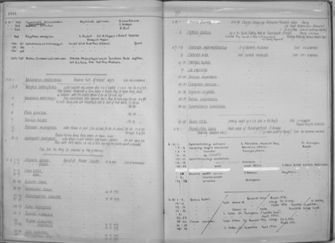 Natural History Museum specimen photograph of Centrophorus seychellorum in lateral view; not to scale.