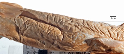 USNM specimen photograph of Centroscyllium excelsum in lateral view; not to scale.