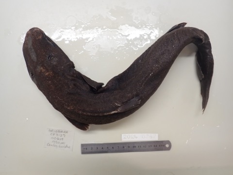 Museum specimen photograph of Centroscymnus owstonii in lateral view; not to scale.