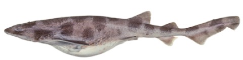 Whitefin swellshark reference photograph showing the broad head and white fin margins; not to scale.