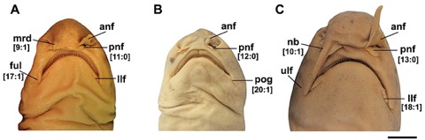 Saddle swellshark scientific figure showing the body banding and head proportions; not to scale.