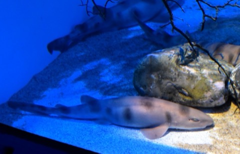 Live Sarawak pygmy swell shark on display at Aqua World Ibaraki Prefectural Oarai Aquarium; not to scale.