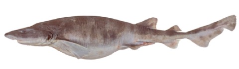 Variegated swellshark reference photograph showing the mottled body and short snout; not to scale.