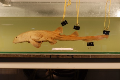 Chiloscyllium hasseltii specimen photograph showing the elongated body and rounded head; not to scale.