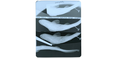 Barbelthroat carpetshark specimen photograph showing the short body and nasal barbels; not to scale.