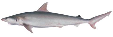 Coates's shark reference photograph showing the slender body and pointed snout; not to scale.