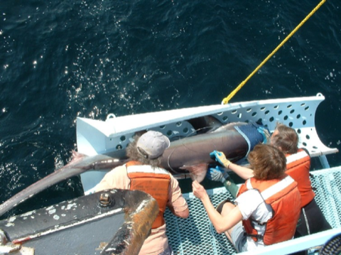 NOAA research photograph of a common thresher, emphasizing the long upper tail lobe used in prey strikes; not to scale.