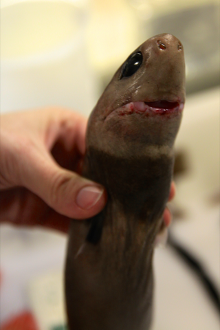 NOAA close specimen photograph of a cookiecutter shark emphasizing the blunt head and dark body; not to scale.