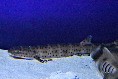 Coral catshark aquarium photograph showing the slender body and small dark spotting; not to scale.