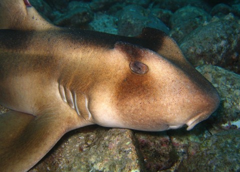 Crested bullhead shark photograph showing the head crest and compact body; not to scale.