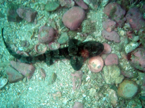 Dark shyshark photograph showing the compact body and mottled shyshark pattern; not to scale.