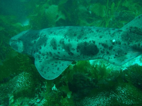 Draughtboard shark photograph showing the broad head and blotched checkerboard pattern; not to scale.