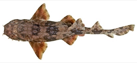 Dwarf spotted wobbegong reference photograph showing the compact body and fine spotting; not to scale.