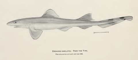 Historical illustration of Eridacnis radcliffei in lateral view; not to scale.
