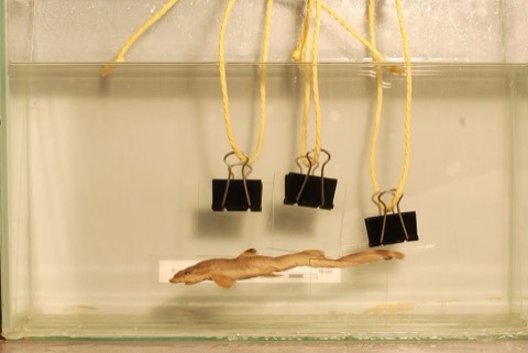 African pygmy shark specimen photograph showing the slender body and large eyes; not to scale.