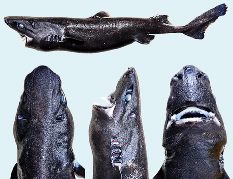 Ninja lanternshark scientific figure showing the dark body and fin placement; not to scale.