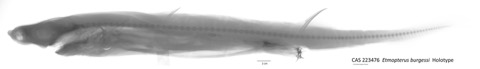 California Academy of Sciences specimen photograph of Etmopterus burgessi in lateral view; not to scale.