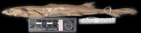 Blackmouth lanternshark specimen photograph showing the dark mouth line and elongated body; not to scale.
