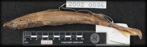 Museum specimen photograph of Etmopterus fusus showing the lanternshark body in profile; not to scale.