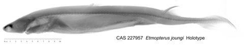 California Academy of Sciences specimen photograph of Etmopterus joungi in lateral view; not to scale.