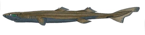 Illustration of Etmopterus schultzi in lateral view; not to scale.