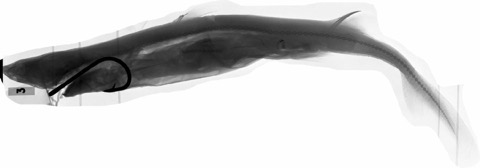 Natural History Museum specimen photograph of Etmopterus sculptus in lateral view; not to scale.