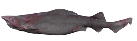 False cat shark reference photograph showing the large soft-bodied head and tapering tail; not to scale.