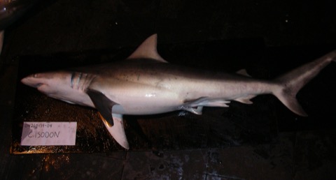 Finetooth shark reference photograph showing the slim body and long pointed snout; not to scale.