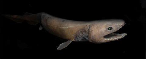 Frilled shark reference image showing the eel-like body and frilled gill openings; not to scale.