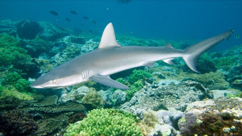 Galapagos shark underwater photograph showing the blunt snout and broad first dorsal fin; not to scale.