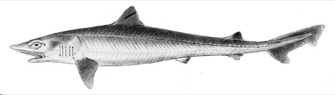 Historic tope shark reference image showing the slender body and pointed snout; not to scale.