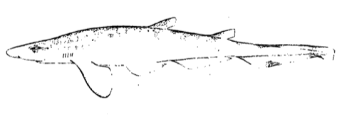 Historical illustration of Galeus cadenati in lateral view; not to scale.