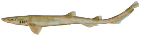 Slender sawtail catshark specimen profile from the Australian National Fish Collection; not to scale.