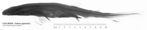 California Academy of Sciences specimen photograph of Galeus piperatus in lateral view; not to scale.