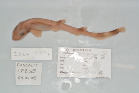 Museum specimen photograph of Galeus priapus in lateral view; not to scale.