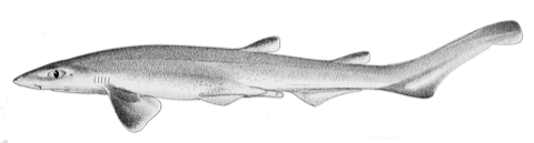 Historical scientific illustration of Galeus sauteri in lateral view; not to scale.