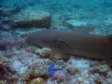Tawny nurse shark reference photograph showing the long barbels and broad rounded fins; not to scale.