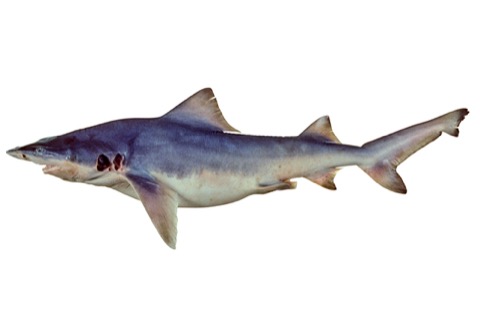 Northern river shark specimen profile from the Australian National Fish Collection; not to scale.