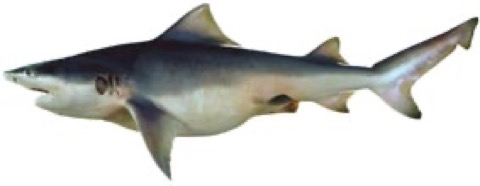 Speartooth shark specimen profile from the Australian National Fish Collection; not to scale.