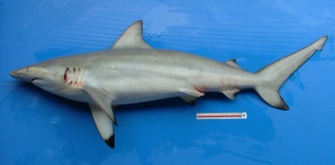 Graceful shark reference photograph showing the slim body and long pointed fins; not to scale.