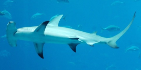 Great hammerhead photograph showing the wide cephalofoil and tall first dorsal fin; not to scale.