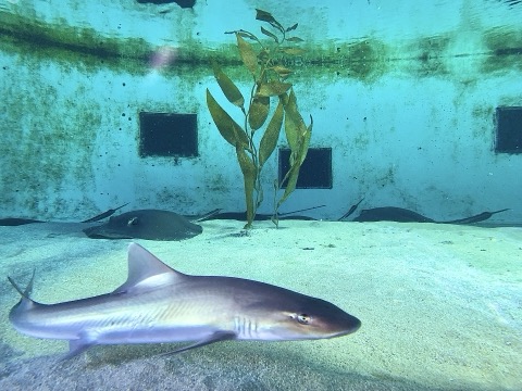 Gray smoothhound photograph showing the slim body and smoothhound snout profile; not to scale.