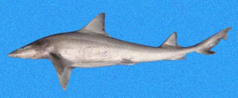 Gulf smoothhound reference photograph showing the slim body and short rounded fins; not to scale.