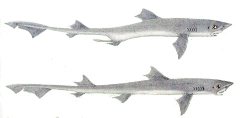 Historic gummy shark reference image showing the streamlined smoothhound body; not to scale.