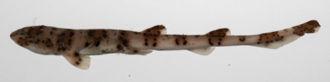 USNM specimen photograph of Halaelurus boesemani in lateral view; not to scale.