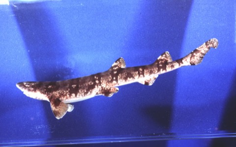 National Fish Collection specimen photograph of Haploblepharus kistnasamyi in profile; not to scale.