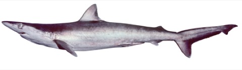 Hardnose shark reference photograph showing the narrow snout and compact body; not to scale.