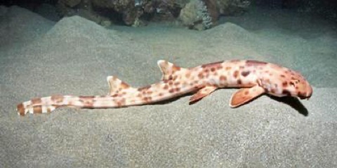 Halmahera epaulette shark photographed in the waters near Halmahera; not to scale.