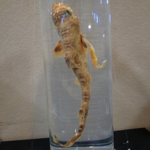 Hemitriakis complicofasciata photograph showing the elongated body and striped patterning; not to scale.